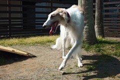 IMG_20210412_093555_4