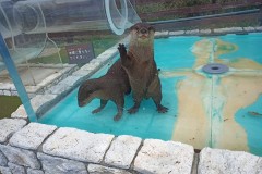 IMG_20210412_105518_8