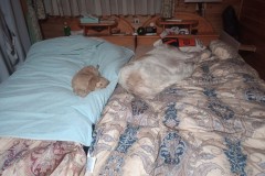 IMG_20240325_223931_5