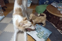 IMG_20240326_183741_2