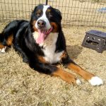 今日はバーニーズメイちゃんの命日