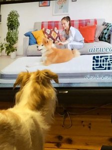 オイラも欲しいナぁ〜マサル専用ベッド temp_1549958801102.880538827.jpeg temp_1549958801102.880538827.jpeg