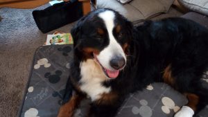 IMG_20190924_131731_2