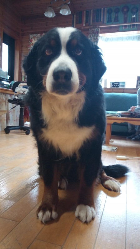 IMG_20200621_155802_4