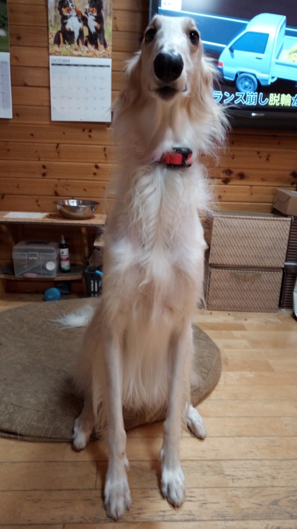 IMG_20201015_172903_5