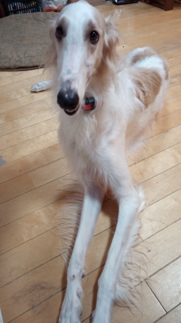 IMG_20201015_173221_8