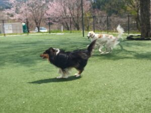 IMG_20210402_111316_40CS