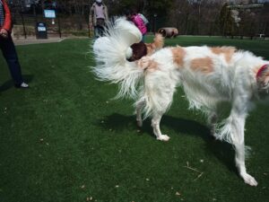 IMG_20210402_113932_0