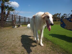 IMG_20210412_093638_1