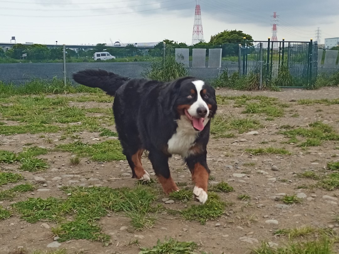 神奈川県海老名市のドッグランへ ボルゾイとバーニーズのおもちゃな家 大型犬ならではの情報