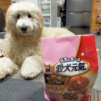 大型犬を大きく育てる！れあくんの食事は？？？