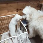 3代目ボルゾイの仔犬が来ました！