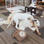 お留守番が長いけど