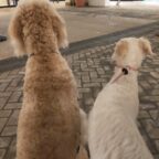 平塚に続いて多摩南大沢デビュー