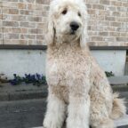 昨日はれあくんのお誕生日