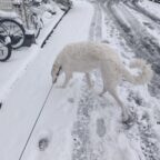 今日はたっぷり雪でした