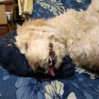 雨でしたが平塚出没！