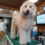 れあくんカット終了！