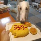 シェリィちゃん1歳！