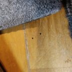 カーペットに虫が!